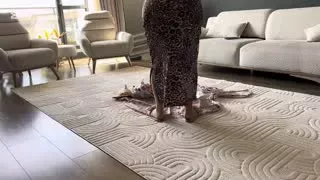 Fatma ile Her Telden @türbanlıtemizlikevhanımı  Kanalından ifşa videoları Part 3